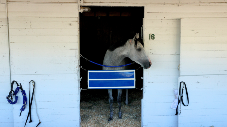the-surprising-cost-of-renting-a-horse-stall-at-churchill-downs-during-the-kentucky-derby