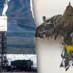 obama-era-‘clean-energy’-solar-power-plant-still-uses-fossil-fuels-–-and-kills-thousands-of-birds-annually
