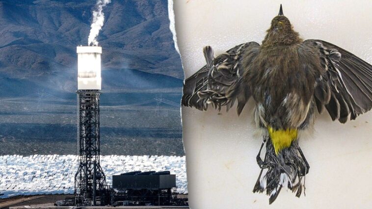 obama-era-‘clean-energy’-solar-power-plant-still-uses-fossil-fuels-–-and-kills-thousands-of-birds-annually