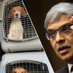 ridglan-farms-beagles-begin-leaving-wisconsin-facility-after-rescue-groups-strike-deal-for-release