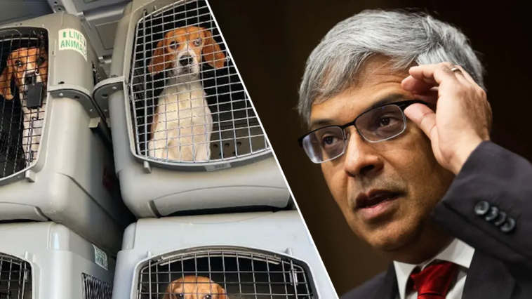 ridglan-farms-beagles-begin-leaving-wisconsin-facility-after-rescue-groups-strike-deal-for-release