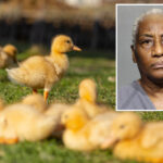 florida-woman-runs-over-11-baby-ducklings-‘multiple-times’-then-gives-heartless-reason-for-killing-them:-police
