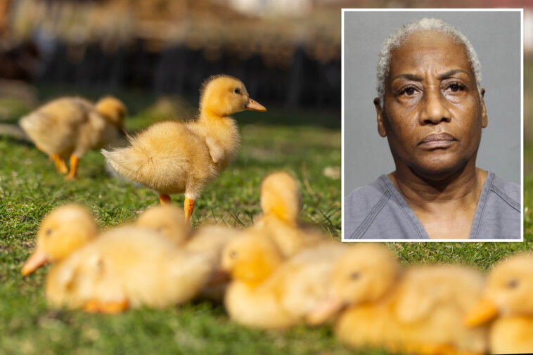 florida-woman-runs-over-11-baby-ducklings-‘multiple-times’-then-gives-heartless-reason-for-killing-them:-police