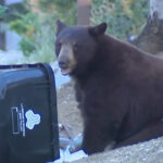 massive-bear-terrorizes-los-angeles-neighborhood