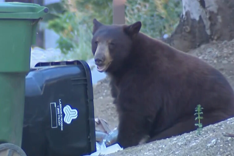 massive-bear-terrorizes-los-angeles-neighborhood