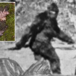 fears-of-mysterious-beast-spread-in-ohio-after-locals-record-eerie-howls,-enormous-footprints:-‘i-know-what-i-saw’