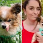 the-world’s-likely-oldest-dog-finds-new-home-after-outliving-owner