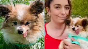 the-world’s-likely-oldest-dog-finds-new-home-after-outliving-owner