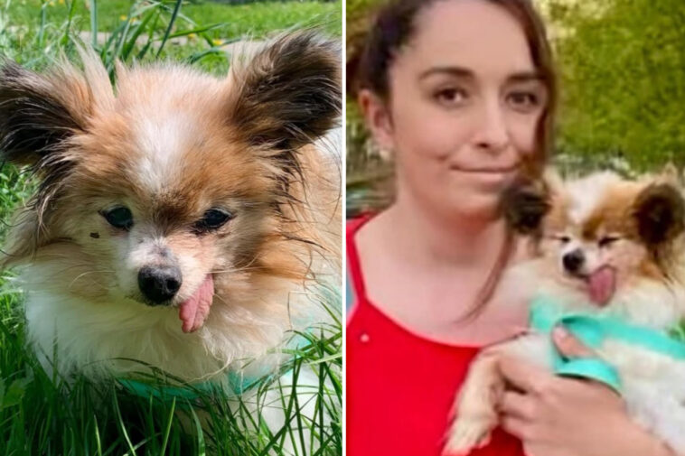 the-world’s-likely-oldest-dog-finds-new-home-after-outliving-owner