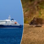what-is-hantavirus?-disease-suspected-of-killing-three-on-cruise-ship-explained