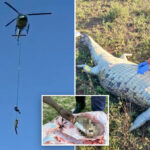 croc-victim’s-remains-recovered-after-15-foot-animal-is-caught-and-airlifted-from-river