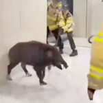 watch:-south-korean-firefighters-struggle-to-control-aggressive-wild-boar-in-apartment-building-as-sightings-in-seoul-surge-137%