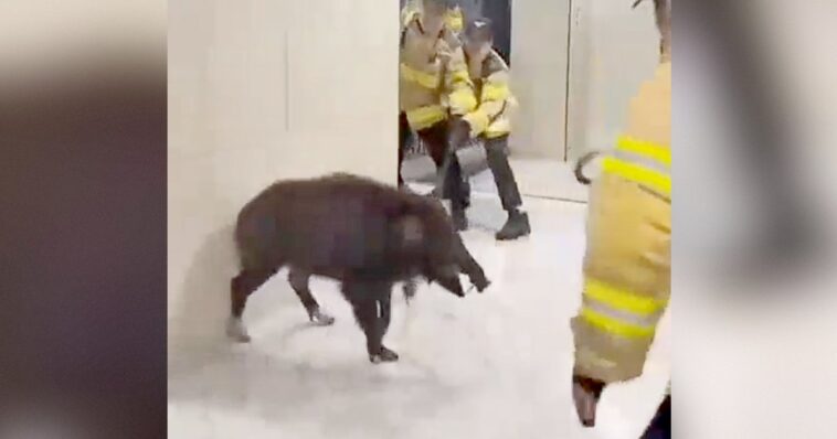 watch:-south-korean-firefighters-struggle-to-control-aggressive-wild-boar-in-apartment-building-as-sightings-in-seoul-surge-137%