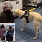 drug-sniffing-pooch-helps-foil-heroin-smuggling-plot-at-major-airport