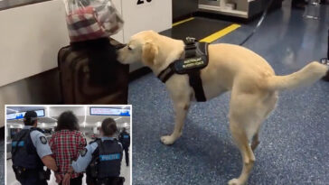 drug-sniffing-pooch-helps-foil-heroin-smuggling-plot-at-major-airport