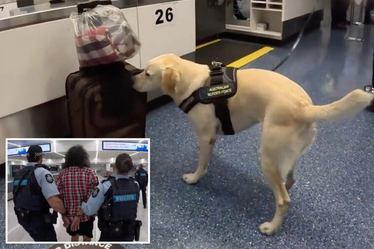 drug-sniffing-pooch-helps-foil-heroin-smuggling-plot-at-major-airport