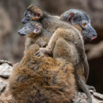 endangered-lemur-gives-birth-to-rare-set-of-twins-at-nyc’s-bronx-zoo