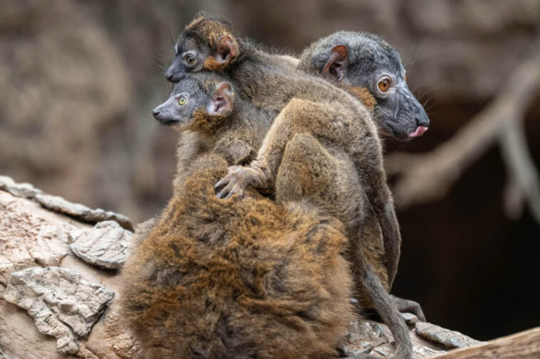 endangered-lemur-gives-birth-to-rare-set-of-twins-at-nyc’s-bronx-zoo