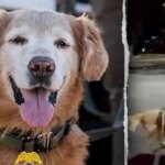 police-dog-follows-his-nose-to-find-missing-autistic-teen-screaming-for-help
