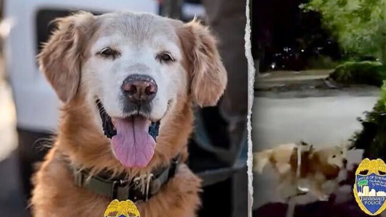 police-dog-follows-his-nose-to-find-missing-autistic-teen-screaming-for-help