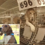 1,500-beagles-rescued-from-troubled-ridglan-farms-after-animal-activists-stormed-wisconsin-research-facility