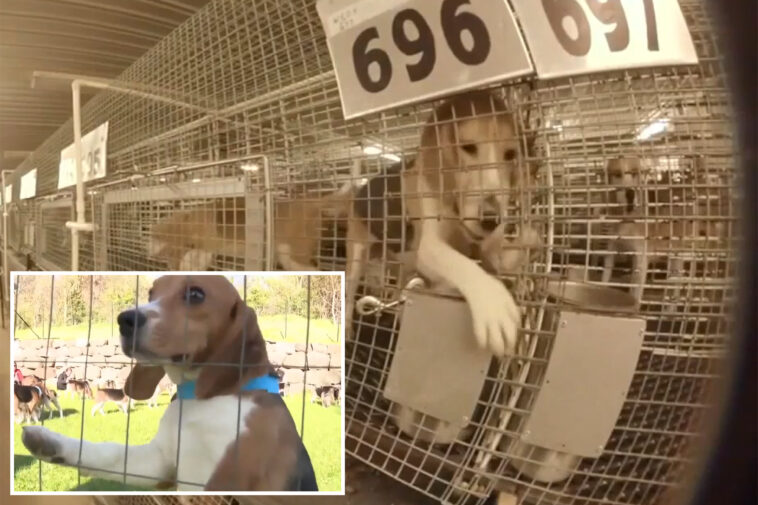 1,500-beagles-rescued-from-troubled-ridglan-farms-after-animal-activists-stormed-wisconsin-research-facility