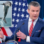 hegseth-denies-iran-has-‘kamikaze-dolphins’-—-but-suggests-us-might