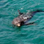 ‘kamikaze-dolphins’?-the-daily-wire-asks-trump-admin-what-everyone-wants-to-know
