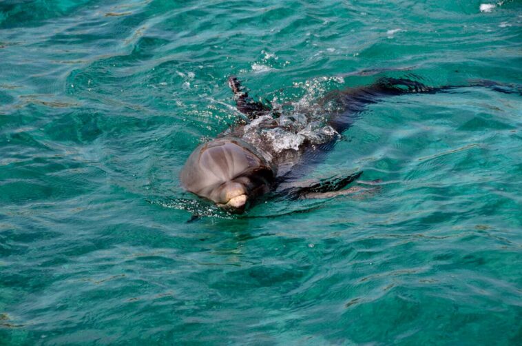 ‘kamikaze-dolphins’?-the-daily-wire-asks-trump-admin-what-everyone-wants-to-know