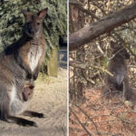 adorable-missing-wallaby-found-safe-after-escaping-new-jersey-zoo-again