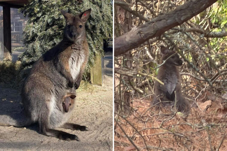 adorable-missing-wallaby-found-safe-after-escaping-new-jersey-zoo-again