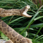 california’s-ventura-county-issues-warning-after-another-person-bitten-by-rattlesnake