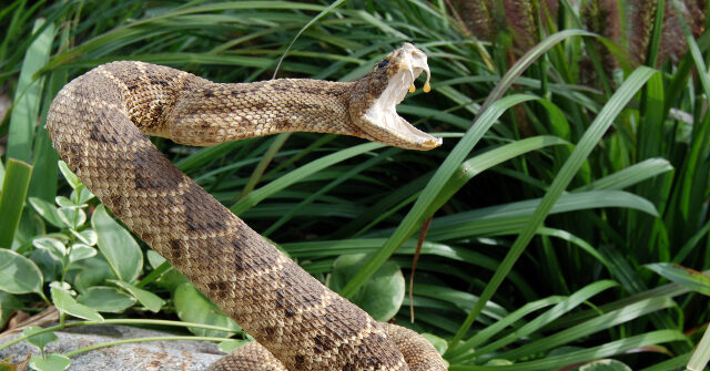 california’s-ventura-county-issues-warning-after-another-person-bitten-by-rattlesnake
