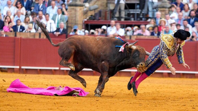 weeks-after-bullfighter-suffered-perforated-rectum,-another-was-gored-in-groin-and-required-emergency-surgery