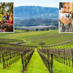 napa-valley-rival-looms-over-wine-country-as-shocking-figures-leave-sommeliers-on-life-support