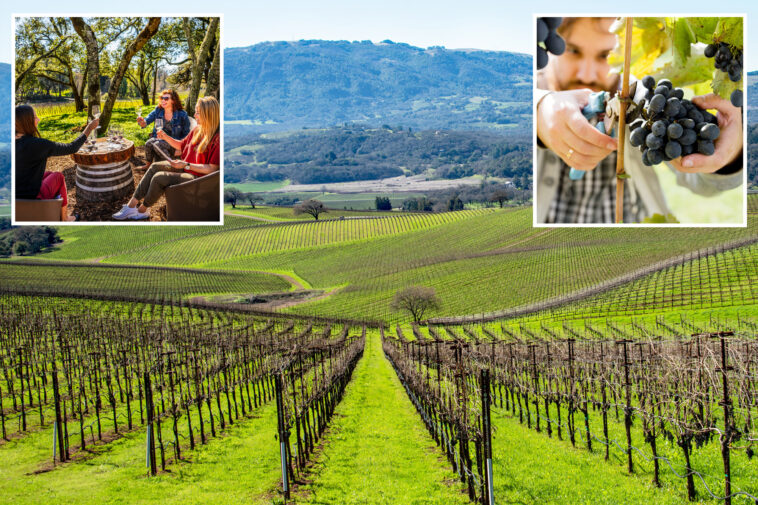 napa-valley-rival-looms-over-wine-country-as-shocking-figures-leave-sommeliers-on-life-support