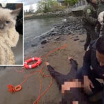 nypd-rescues-woman,-cat-stranded-in-east-river-under-brooklyn-bridge:-video