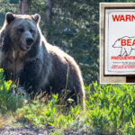 2-hikers-injured-in-bear-attack-at-yellowstone-national-park