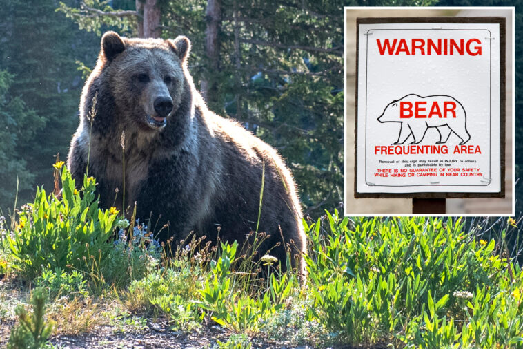 2-hikers-injured-in-bear-attack-at-yellowstone-national-park