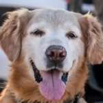 watch-—-florida-k-9-rescues-missing-autistic-teen-after-sniffing-his-sock:-‘good-boy!’