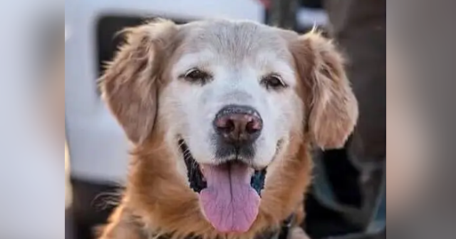 watch-—-florida-k-9-rescues-missing-autistic-teen-after-sniffing-his-sock:-‘good-boy!’