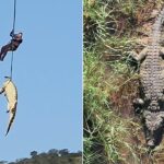 south-african-police-airlift-massive-crocodile-suspected-of-eating-missing-local
