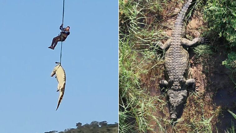 south-african-police-airlift-massive-crocodile-suspected-of-eating-missing-local