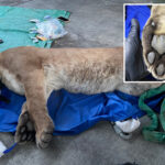mountain-lion-tranquilized-after-neighbors-spot-animal-prowling-socal-apartment-complex
