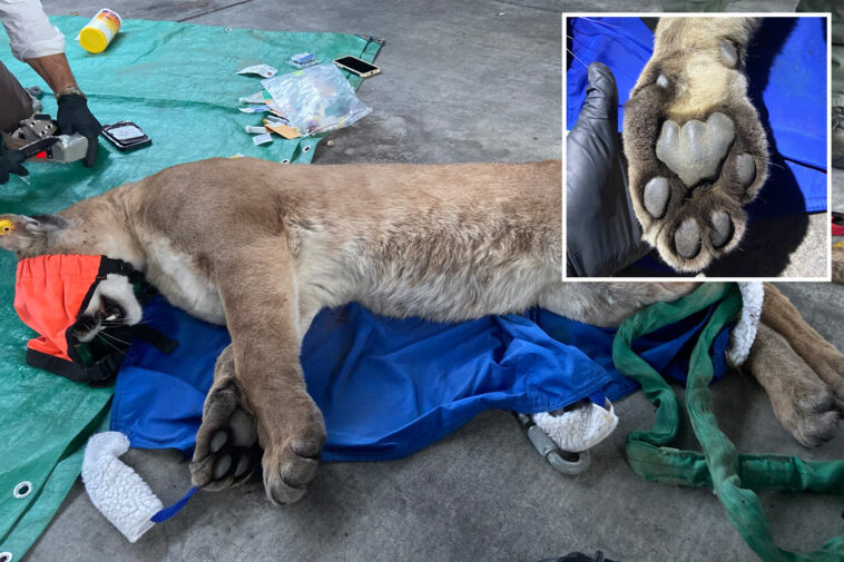 mountain-lion-tranquilized-after-neighbors-spot-animal-prowling-socal-apartment-complex