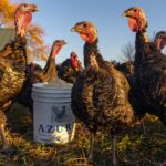 millions-of-farm-animals-die-in-barn-fires-—-a-crisis-we-can-no-longer-ignore