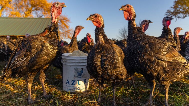 millions-of-farm-animals-die-in-barn-fires-—-a-crisis-we-can-no-longer-ignore