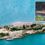 incredible-twist-in-case-of-coyote-living-on-alcatraz-after-monster-swim