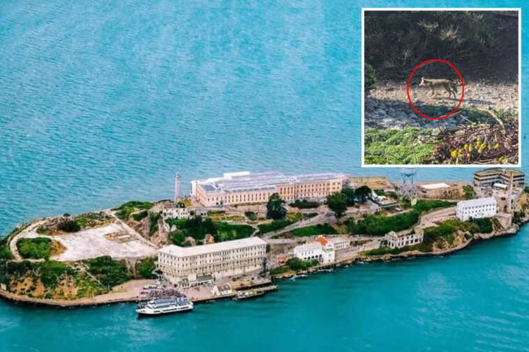 incredible-twist-in-case-of-coyote-living-on-alcatraz-after-monster-swim