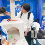 ‘cat-therapy’-is-a-real-thing-—-and-stressed-ny-college-students-are-lapping-up-the-purr-fect-remedy
